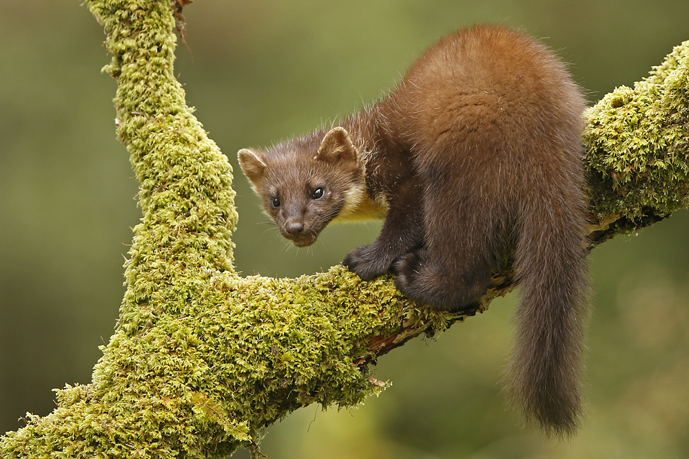 pine marten 006