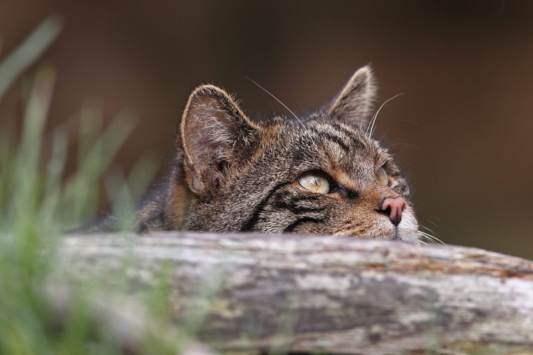 scottish wildcat 002