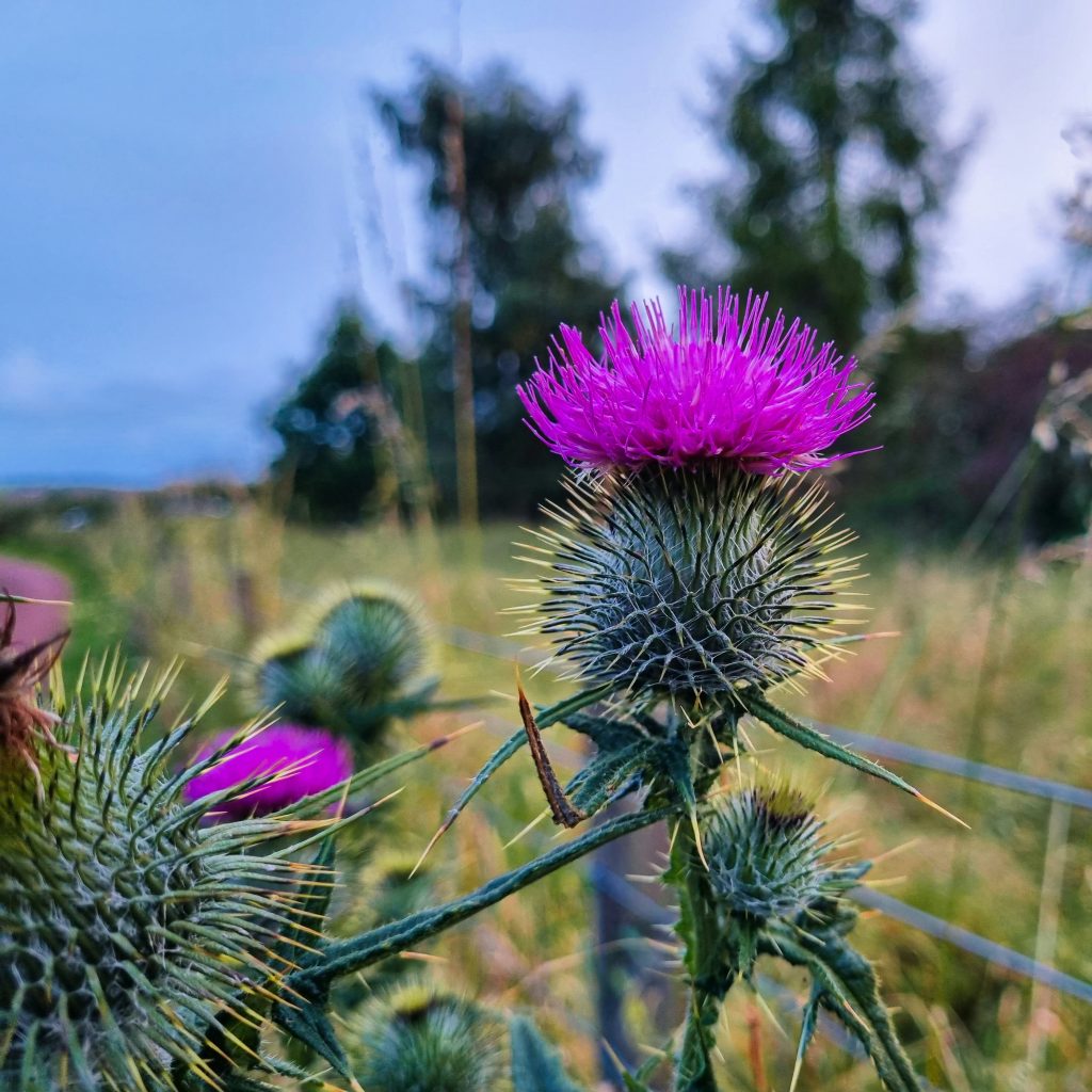 johnny briggs ncxis1q9f8q unsplash (1)